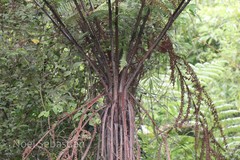 Cyathea nilgirensis